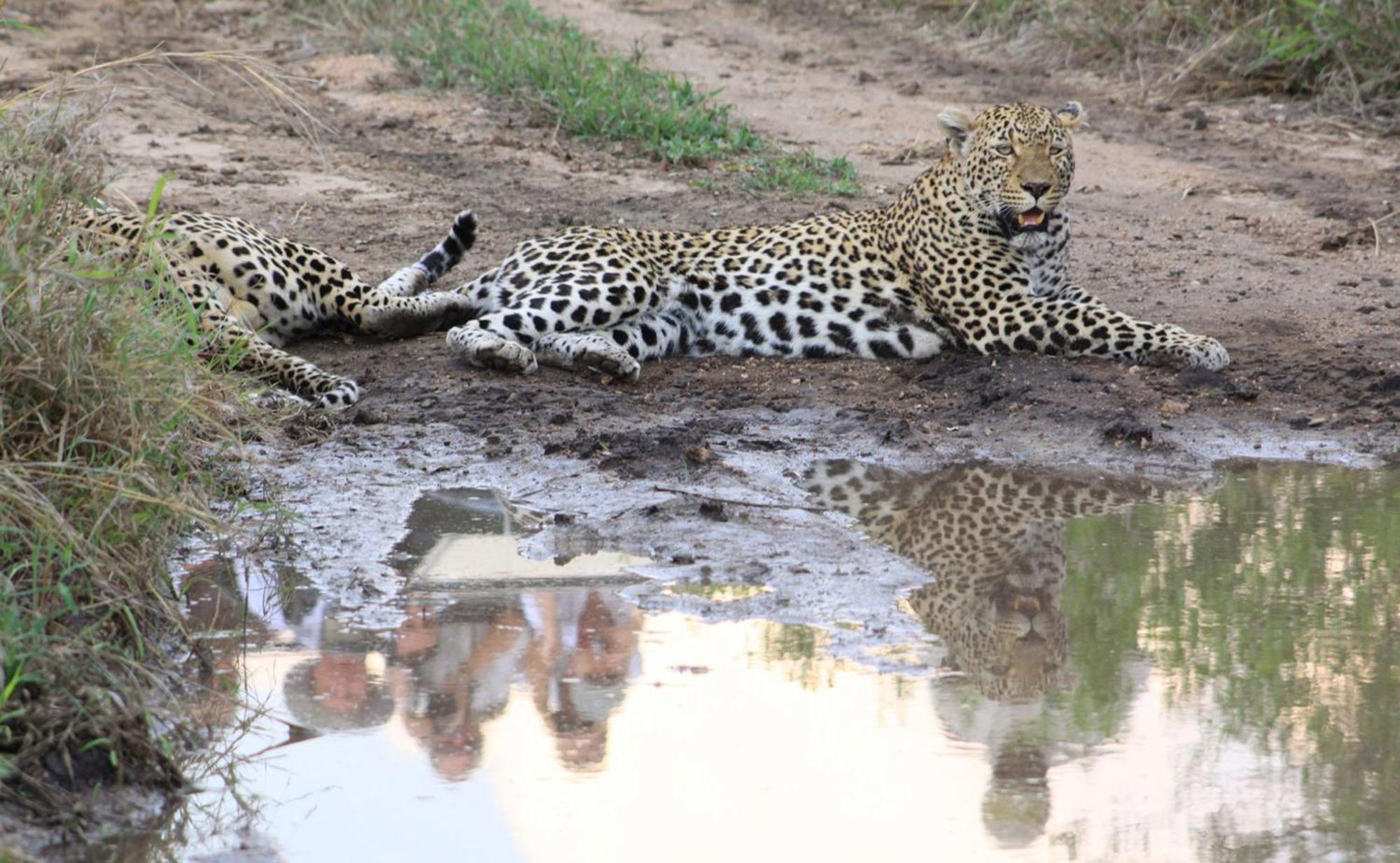 Umkumbe Safari Lodge Mbombela ภายนอก รูปภาพ